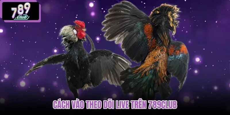 cach-vao-theo-doi-live-tren-789club