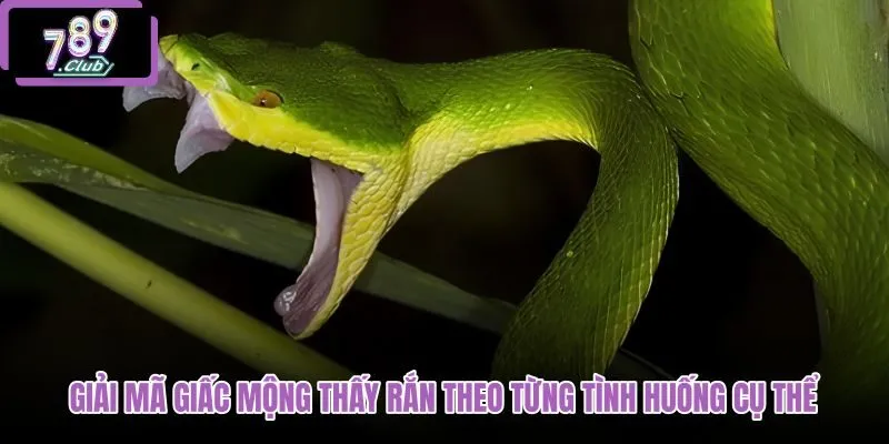 giai-ma-giac-mong-thay-ran-theo-tung-tinh-huong-cu-the