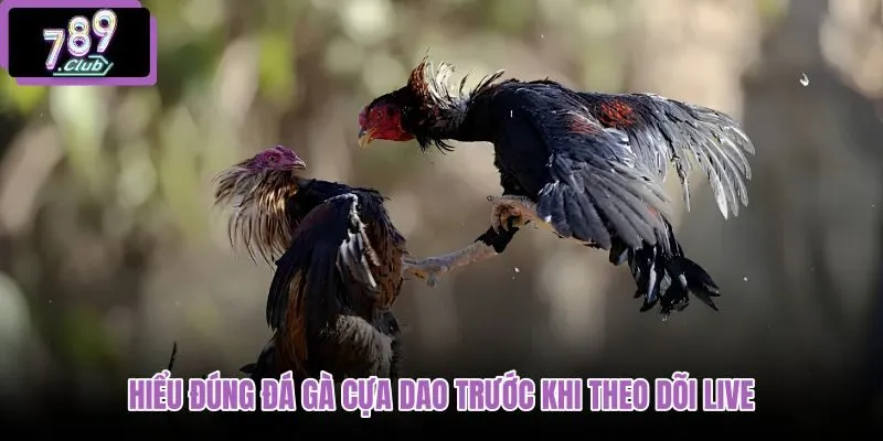 hieu-dung-da-ga-cua-dao-truoc-khi-theo-doi-live