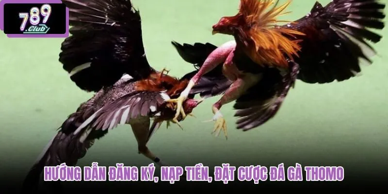 huong-dan-dang-ky-nap-tien-dat-cuoc-da-ga-thomo