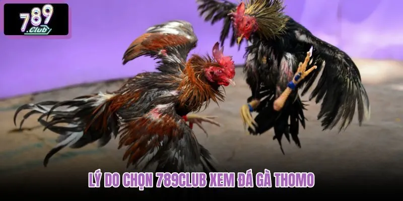 ly-do-chon-789club-xem-da-ga-thomo