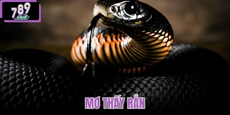mơ thấy rắn