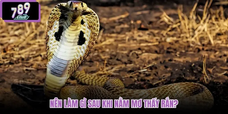 nen-lam-gi-sau-khi-nam-mo-thay-ran
