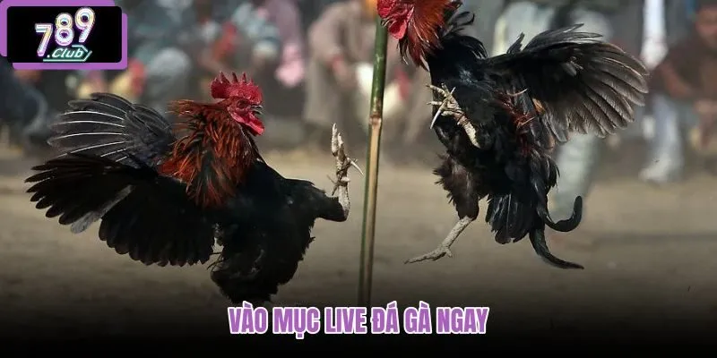 vao-muc-live-da-ga-ngay