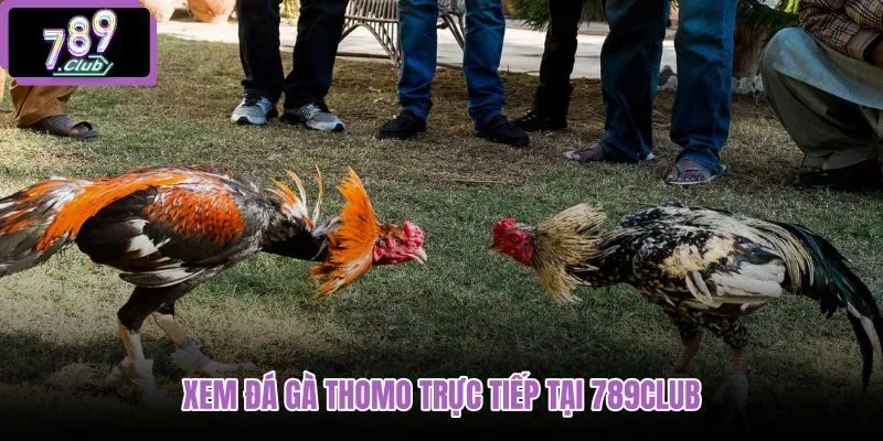 xem-da-ga-thomo-truc-tiep-tai-789club