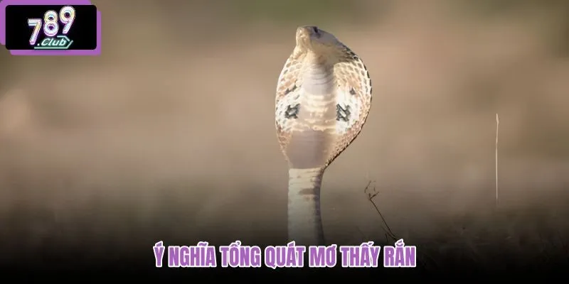 y-nghia-tong-quat-mo-thay-ran